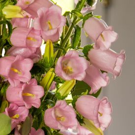 Champion Pro Light Pink, (F1) Campanula Seeds